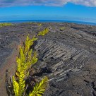 life taking root in lava fields